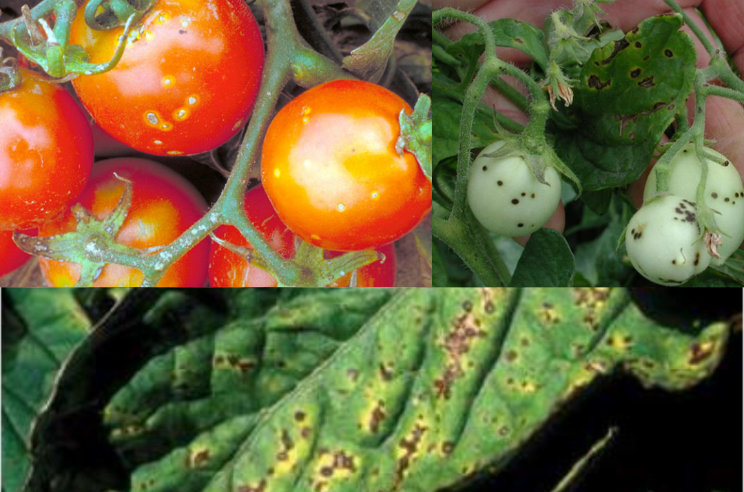 Бактериални петна (Xanthomonas campestris pv. vesicatoria)