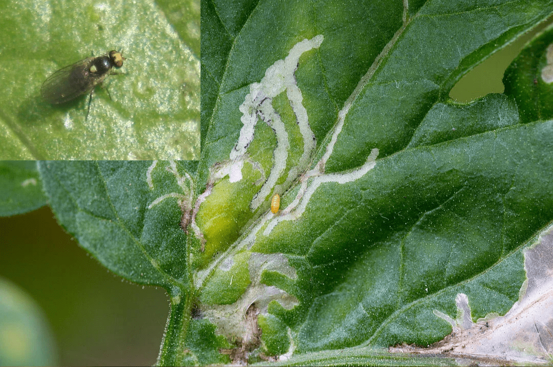 Листоминиращи мухи (Liriomyza spp.)