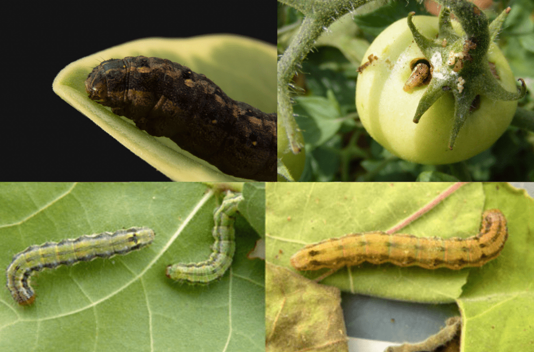 Памукова нощенка (Spodoptera littoralis)