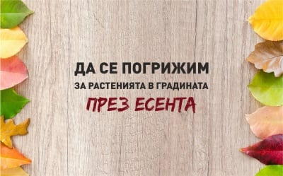 Как да се погрижим за растенията в градината ни през есента