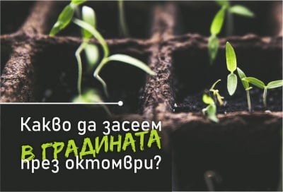 Какво да си засеем в градината през октомври