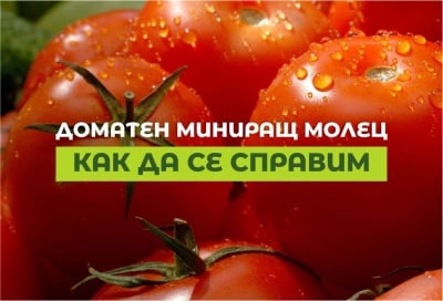 Борба с доматен миниращ молец