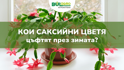 Саксийни цветя, които цъфтят през зимата