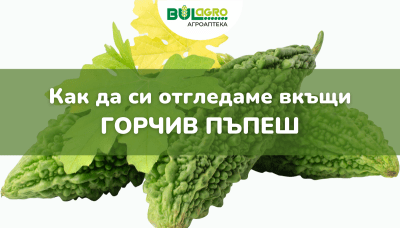 Горчив пъпеш: Как да отгледаме този екзотичен зеленчук у дома?