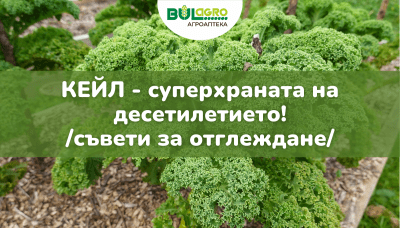 Отглеждане на кейл - суперхраната на десетилетието