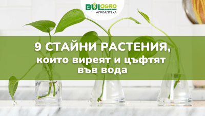 9 растения, които виреят и цъфтят във вода
