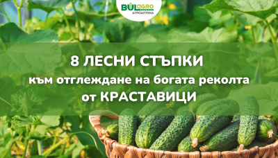 8 стъпки към отглеждане на богата реколта от краставици