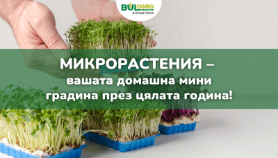 Микрорастения – вашата домашна мини градина през цялата година