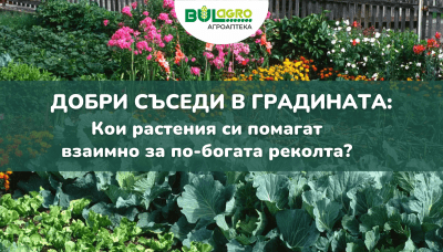 Добри съседи в градината: Кои растения си помагат взаимно за по-богата реколта?