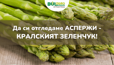 Как да си отгледаме аспержи