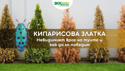 Кипарисовата златка - невидимият враг на туите и как да го победим