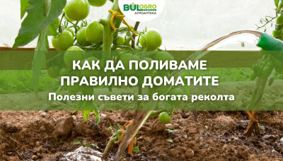 Как да поливаме правилно доматите? Полезни съвети за богата реколта