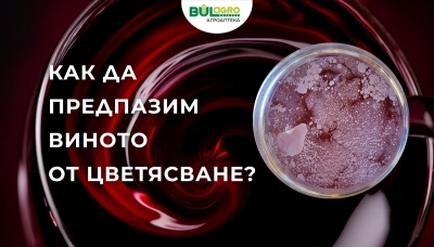 Цветясване (пелена) на виното — причинители, диагностика, превенция и корективни мерки