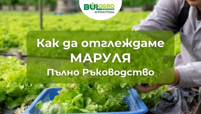 Как да отглеждаме маруля – пълно ръководство