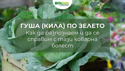 Гуша (кила) по зелето 