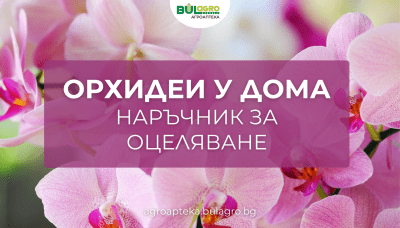 Орхидеи у дома: Наръчник за оцеляване 