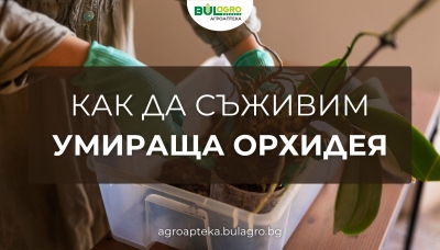 Как да съживим умираща орхидея: Пълно ръководство за грижа и възстановяване