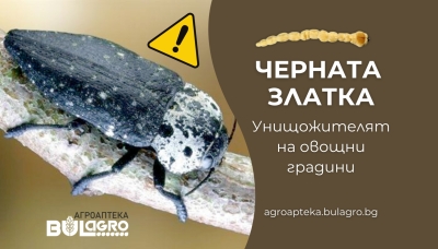 Черната златка – унищожителят на овощните градини