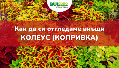 Как да отглеждаме колеус у дома - пълно ръководство за начинаещи