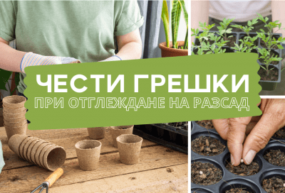 Чести грешки при отглеждане на разсад от семена