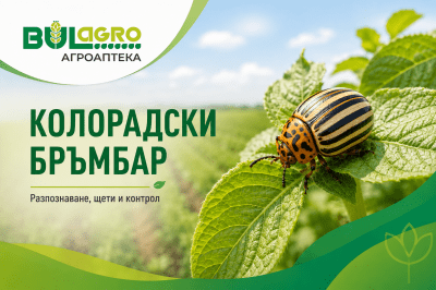 Колорадски бръмбар