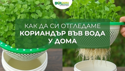 Как да си отгледаме кориандър във вода у дома