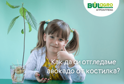Как да си отгледаме авокадо от костилка?