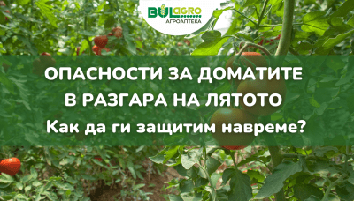 Опасности за доматите в разгара на лятото – как да ги защитим навреме