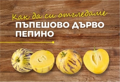 Как да си отгледаме пъпешово дърво Пепино