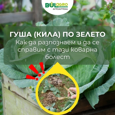 Гуша (Кила) по зелето: Как да разпознаем и да се справим с тази коварна болест