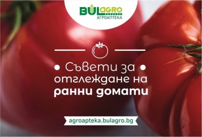 Отглеждане на ранни домати