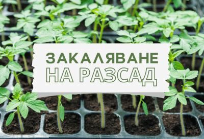 Важни стъпки при закаляване на разсад