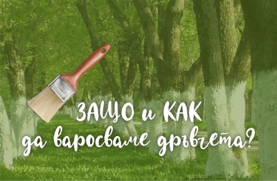 Защо и как да варосаме дръвчетата?