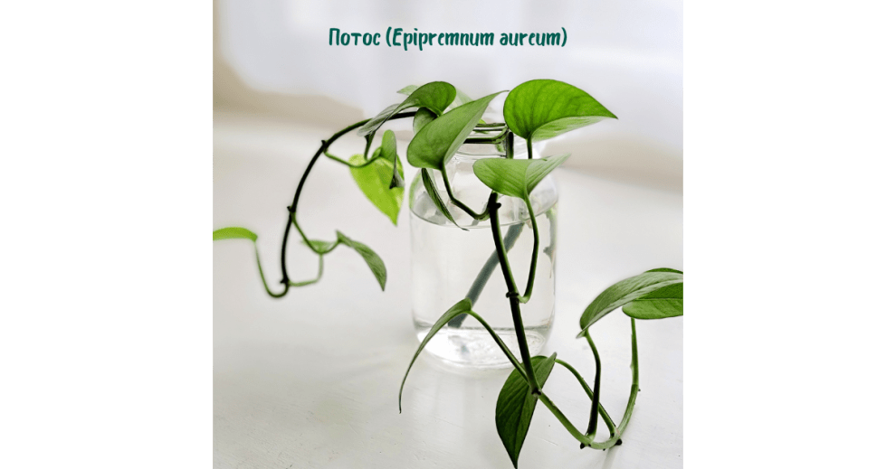 1. Потос (Epipremnum aureum)