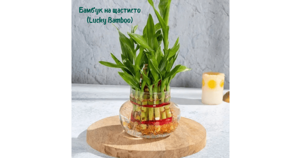 3. Бамбук на щастието (Lucky Bamboo / Dracaena Sanderiana)