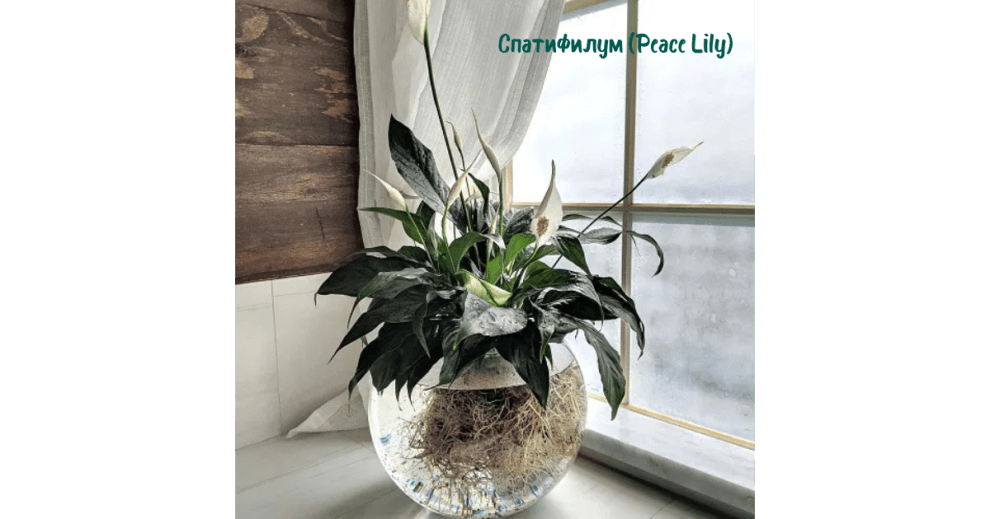 9. Спатифилум (Peace Lily)