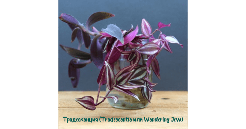 4. Традесканция (Tradescantia или Wandering Jew)