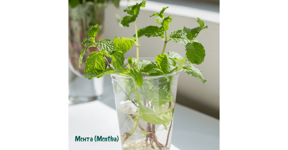 6. Мента (Mentha)