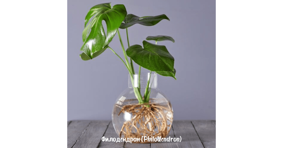 2. Филодендрон (Philodendron)