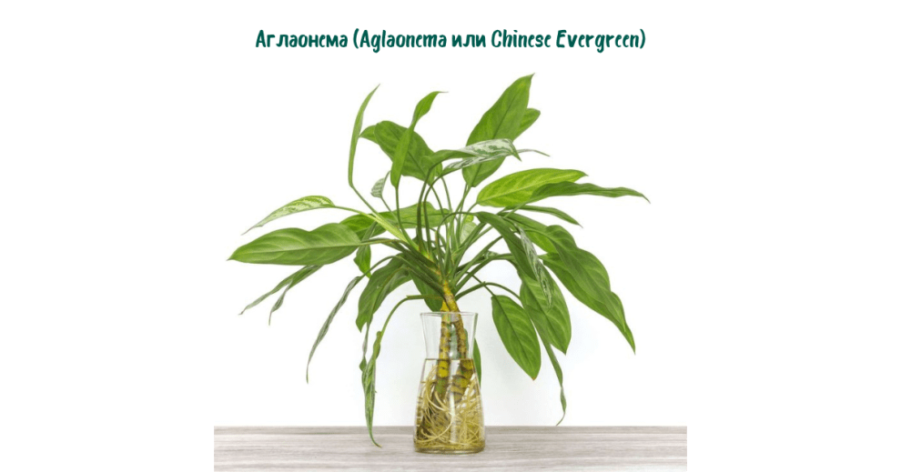 8. Аглаонема (Aglaonema или Chinese Evergreen)