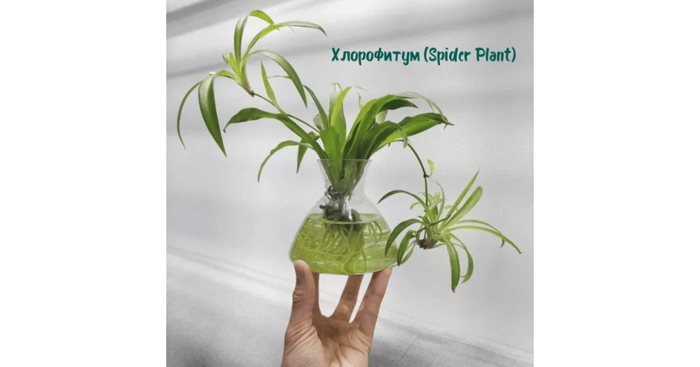 5. Хлорофитум (Spider Plant)