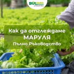 Как да отглеждаме маруля – пълно ръководство