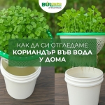 Как да си отгледаме кориандър във вода у дома