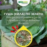 Гуша (Кила) по зелето: Как да разпознаем и да се справим с тази коварна болест
